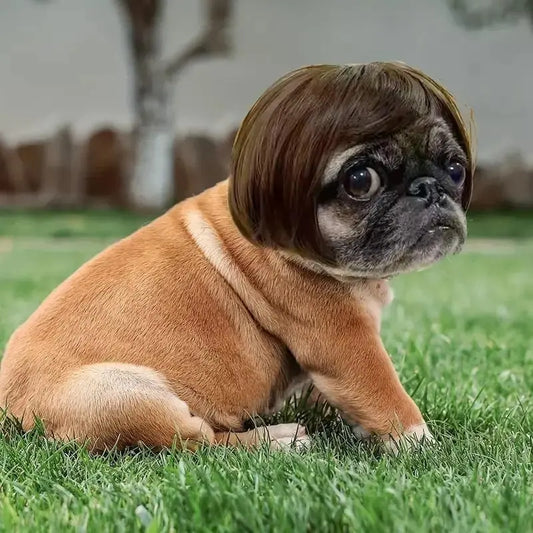 Cute Short Hair Wig Pet Headband, Funny Pet Wig Hair Accessories for Dogs & Cats, Valentine's Day Gift